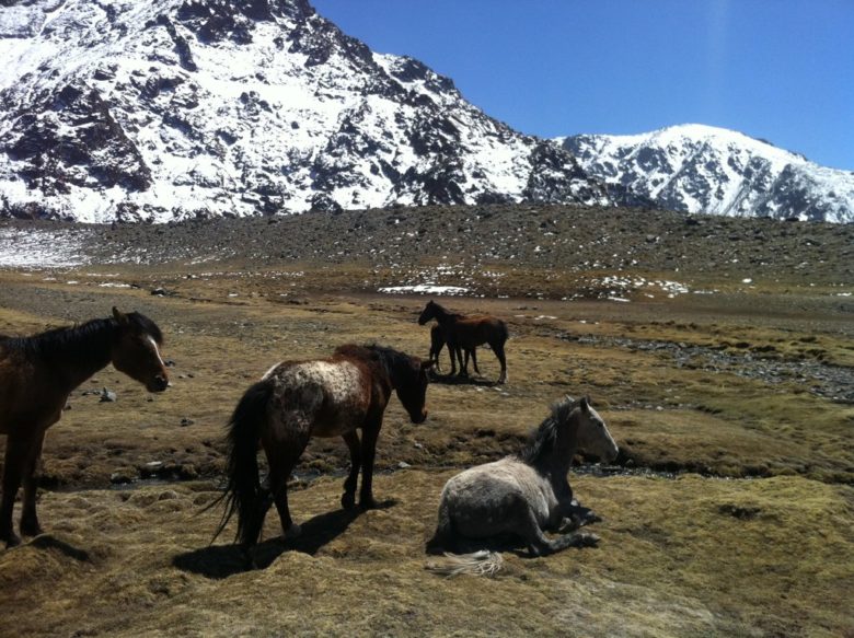 horses-nature-snow-mountains-wildlife-entre-cielos-hamam-spa-argentina