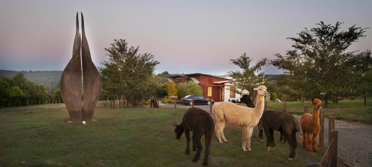 view-from-gate-animals-lama-cute-samadhi-health-wellness-retreat-australia