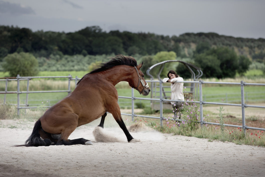 horse-therapy-equine-guided-education-healing-dojo-bianco-tuscany-italy