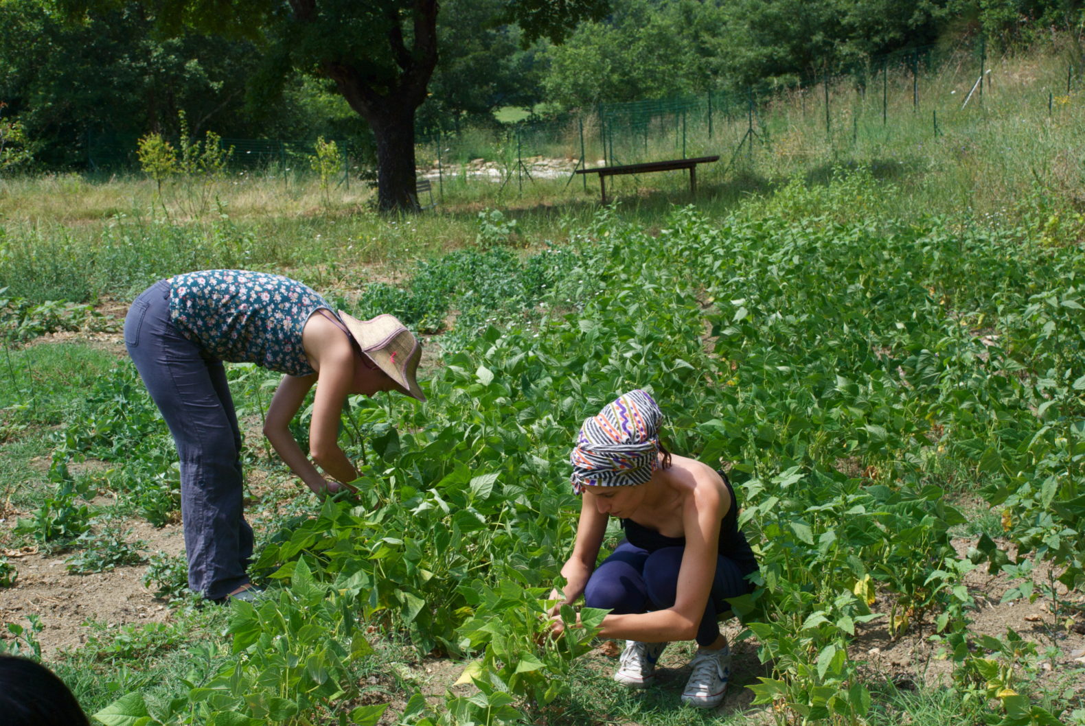 outside-own-garden-vegetable-fruits-women-working-eremito-italy