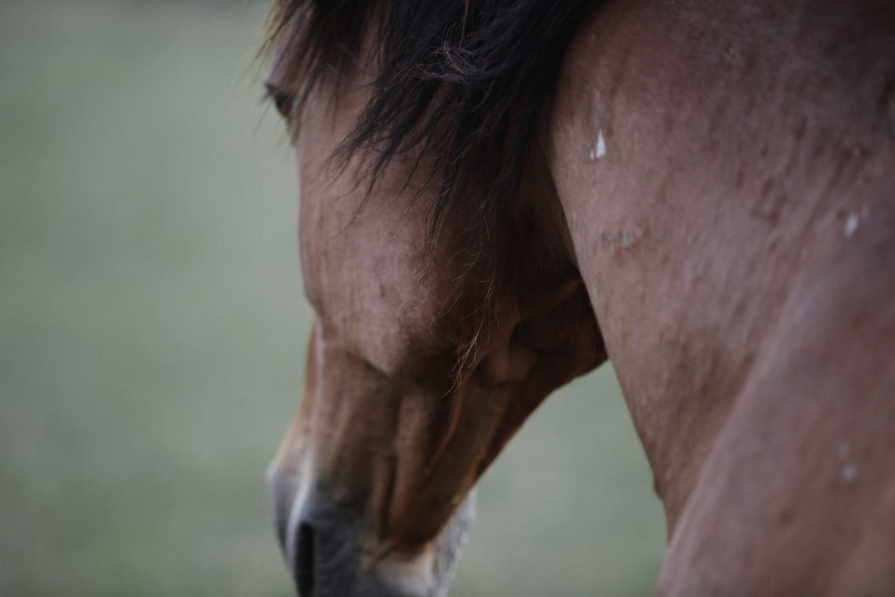 horse therapy session dojo Bianco Tuscany Italy healing