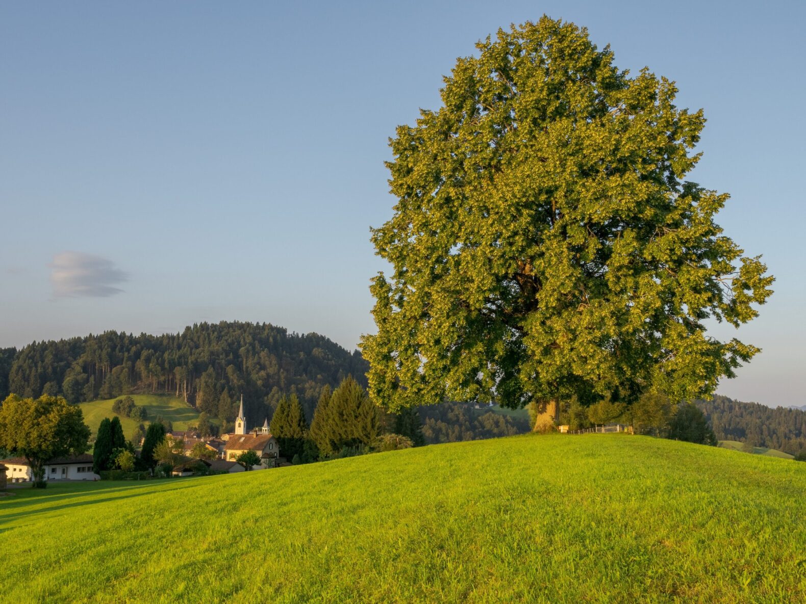 healing tree